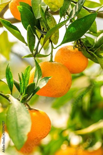 Wallpaper Mural Ripe orange in the orange garden Torontodigital.ca