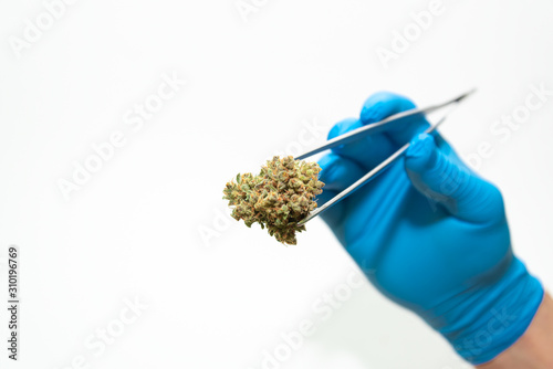 hand in blue medical glove with tweezers holds cannabis bud, isolated on white background
