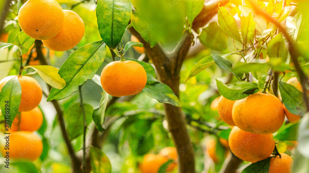 Ripe orange hanging on a tree Ripe orange hanging on a tree