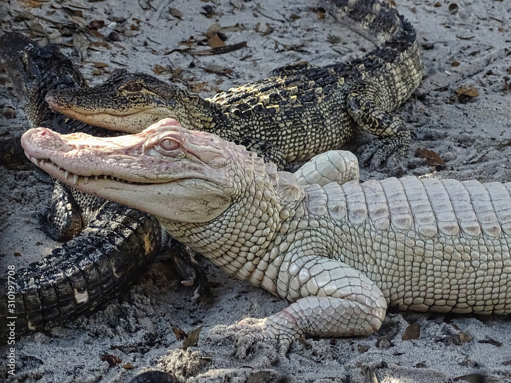 Alligatoren Aligators Fort Myers Everglades Alpino Alligatoren Aligators Fort Myers Everglades Alpino