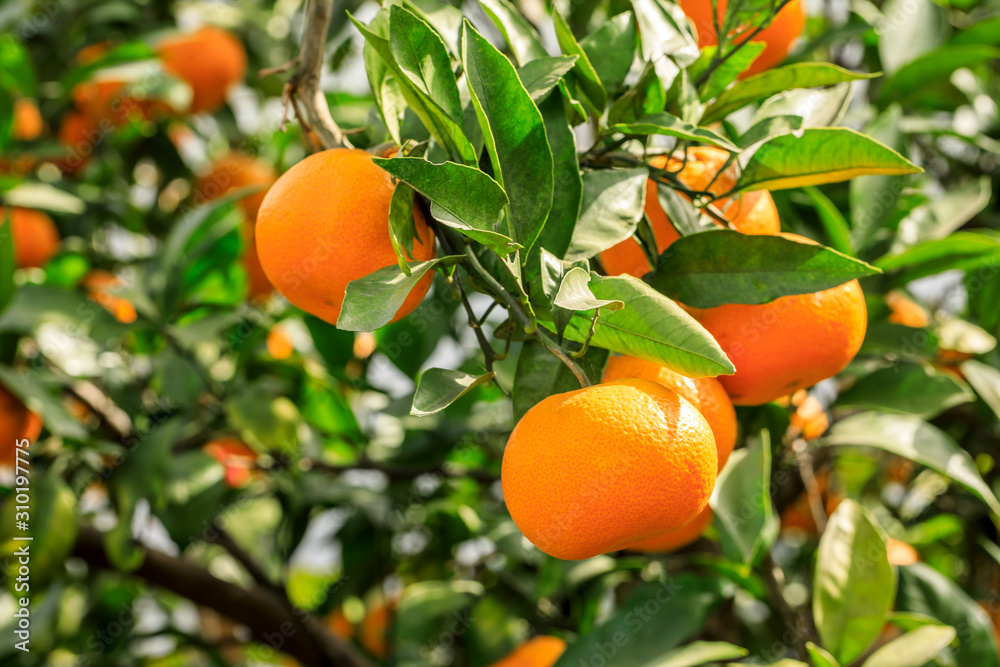 Orange tree in orange farm. Orange tree in orange farm.