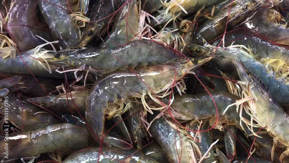 Fresh raw live moving Indian prawns close up detail footage clip. Asian seafood market marine product. Fresh raw live moving Indian prawns close up detail footage clip. Asian seafood market marine product.