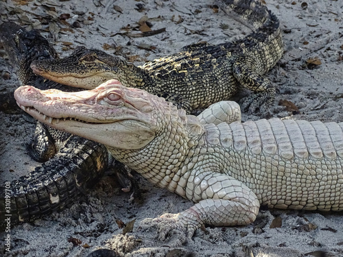 Alligatoren Aligators Fort Myers Everglades Alpino