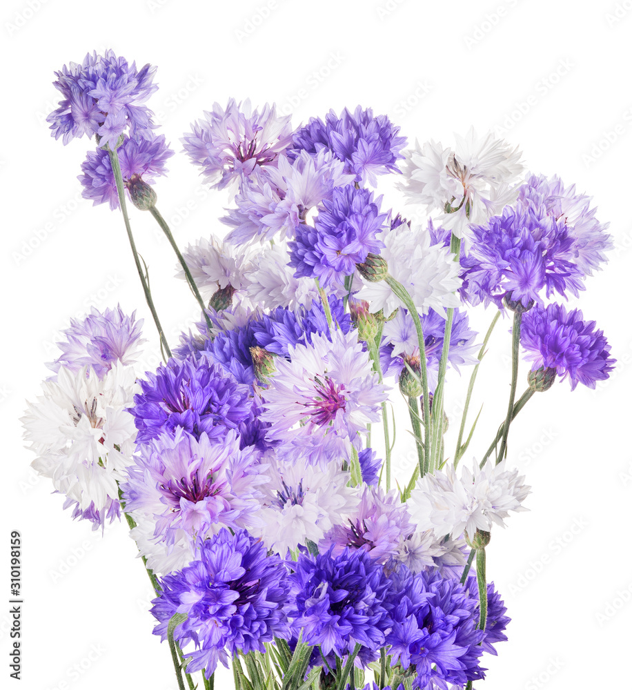 lush bunch of lilac cornflowers on white lush bunch of lilac cornflowers on white