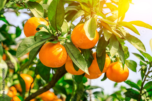 Ripe orange hanging on a tree