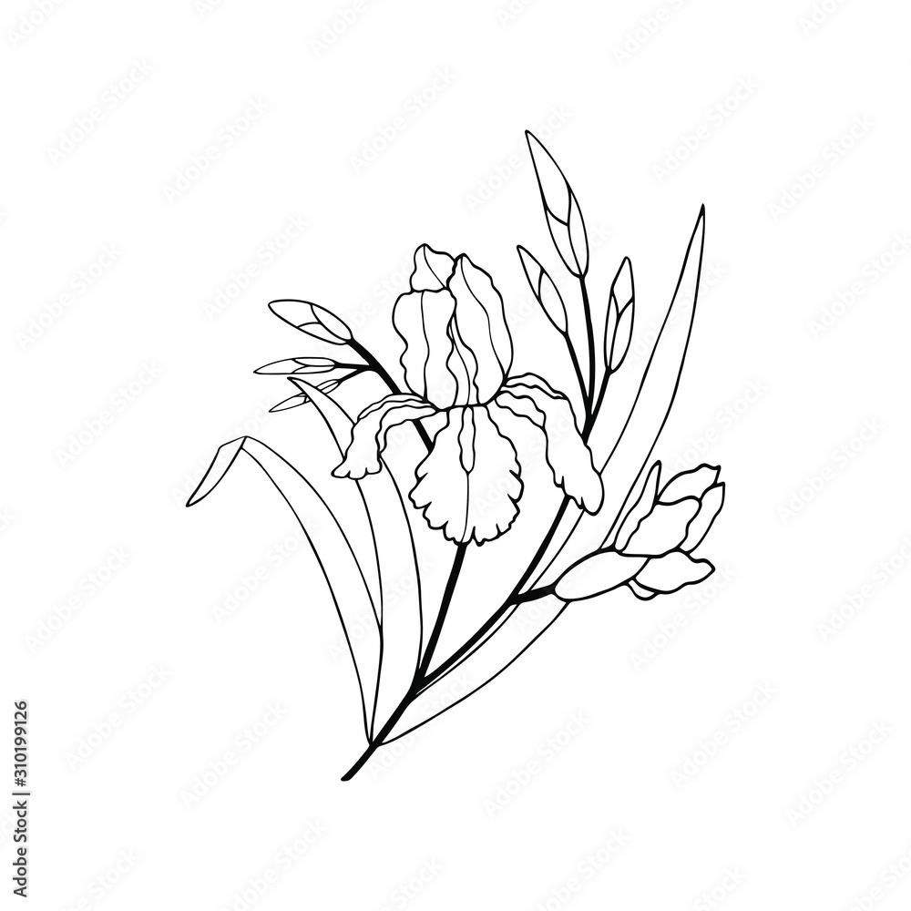 iris flower with buds and leaves. eps10 vector illustration. hand drawing iris flower with buds and leaves. eps10 vector illustration. hand drawing