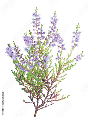 single violet blossoming heather branch on white