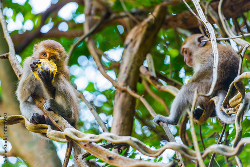 freilebende Makaken-Affen am Railay beach in Thailand