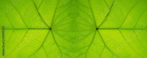 Closeup of tropical green leaf with skeleton texture abstract background, panorama view