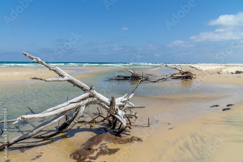 the beach won fraser island there are washed up trees in beautiful weather