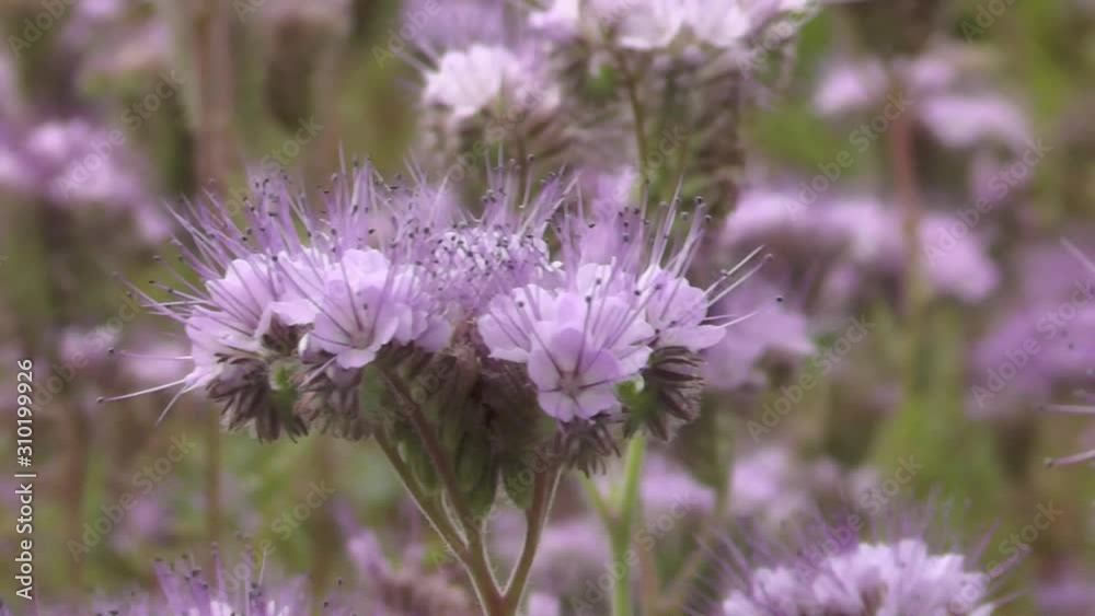 Beautiful purple flower phacelia on a field of lavender Beautiful purple flower phacelia on a field of lavender
