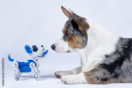 Two dogs, real corgi and electronic interactive puppy toy look to each other. High technology concept of future domestic animals in electronic home. Indoors, copy space.