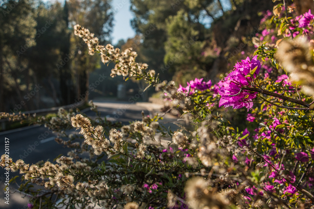 Obraz premium Street train in Spain on a sunny day. Purple flowers by the roadside with dry flowers from a bush in the background. Asphalt color track in the bokeh in the background