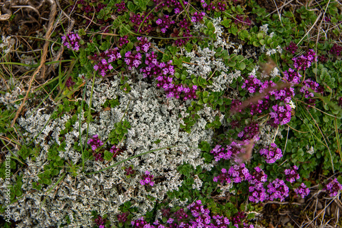 Vegetation auf Island  Moos und Blumen am Wegesrand