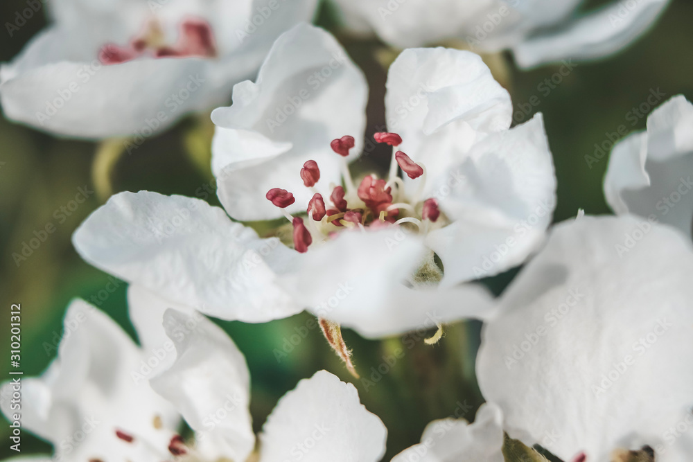 flower flower