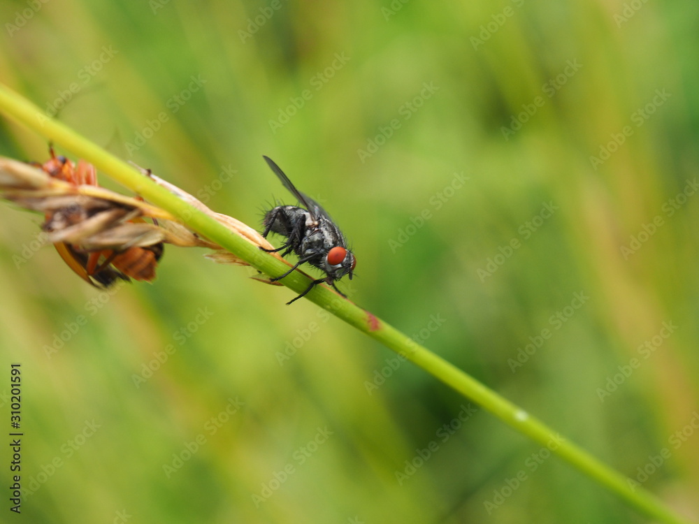 Fototapeta premium mouche macro sur brin d'herbe