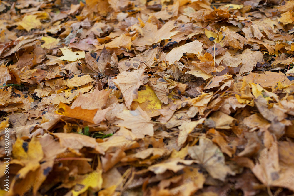 Black patch on the leaves of the maple. The disease is caused by the fungus Rhytisma acerinum. With this disease, large, round, black, slightly convex spots with a yellowish-green border are formed.