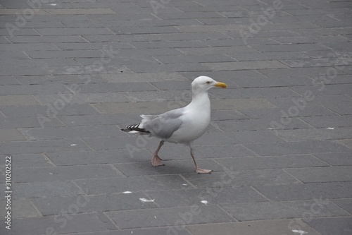 Canvas Print A seagull walking on a street of Newcastle