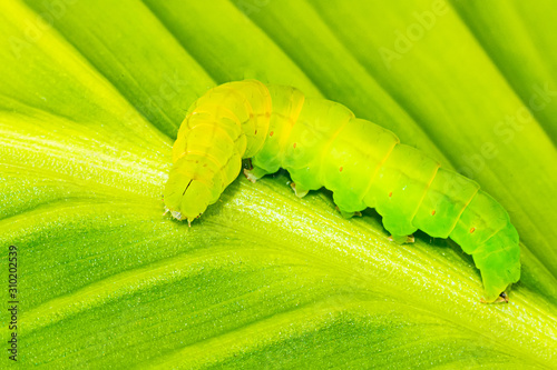 Photography The green caterpillar on a leaf