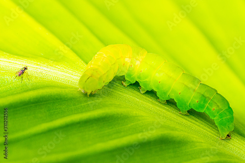 Canvas Print The green caterpillar on a leaf