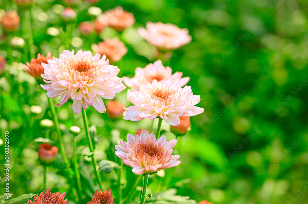 Selective focus of beautiful pink or red flower with soft blurred bokeh background. Selective focus of beautiful pink or red flower with soft blurred bokeh background.