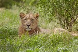 Lioness lying in African undergrowth