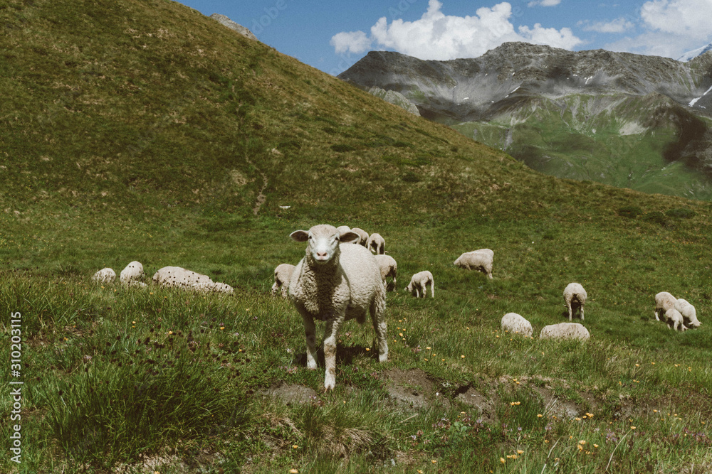 wallpaper, nature, alps, italian alps, mountains, sheep, ferm, alpine sheep