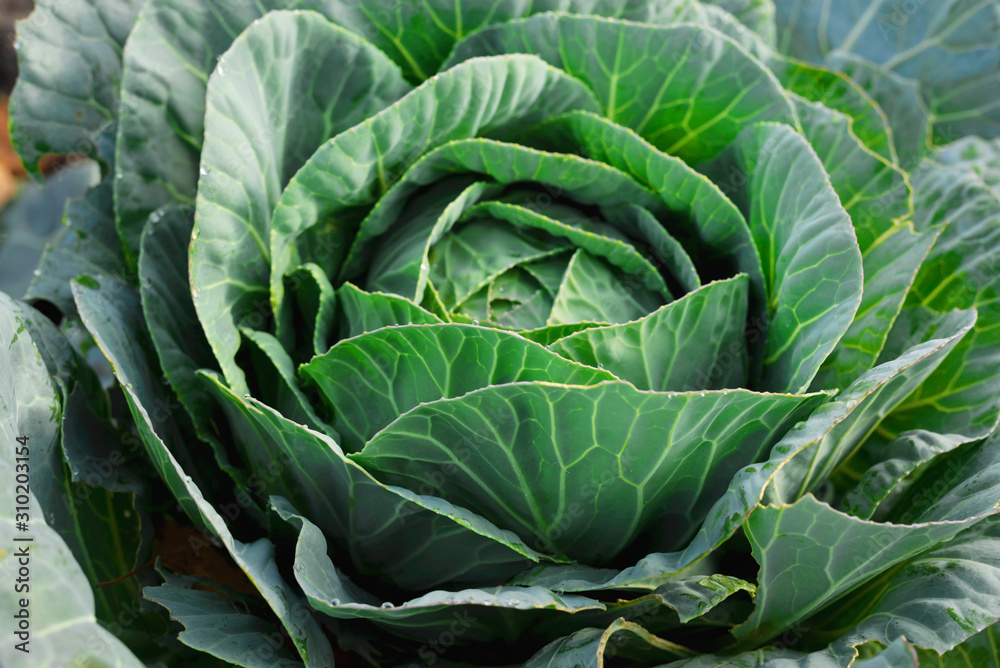 Fototapeta premium Soft focus of Big cabbage in the garden.