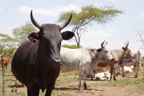 Fototapeta Naklejka Na Ścianę i Meble -  Herd of nguni cattle