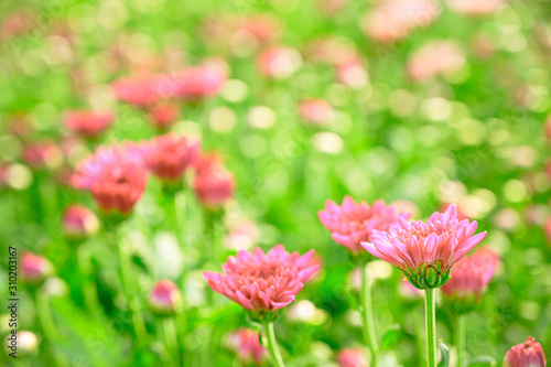 Selective focus of beautiful pink or red flower with soft blurred bokeh background.