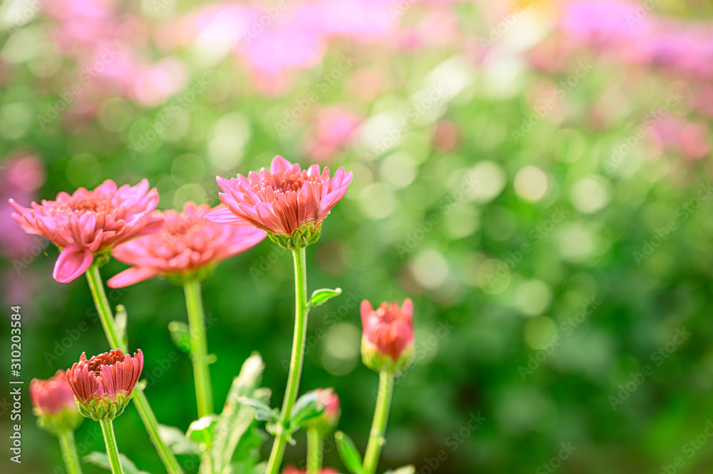 Selective focus of beautiful pink or red flower with soft blurred bokeh background.
