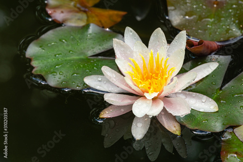 Amazing bright pink water lily or lotus flower  Marliacea Rosea in old pond. Nymphaea with water drops are so beautiful. Summer flower landscape, fresh wallpaper and nature background concept