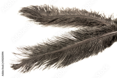 Black feathers