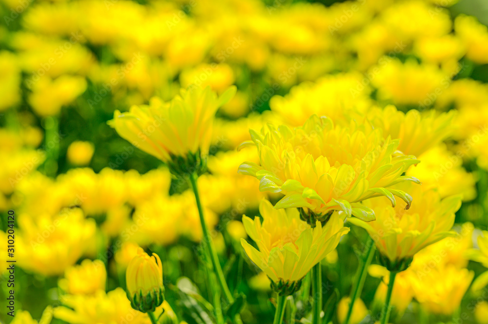 Selective focus of beautiful yellow flower with soft blurred bokeh background. Selective focus of beautiful yellow flower with soft blurred bokeh background.