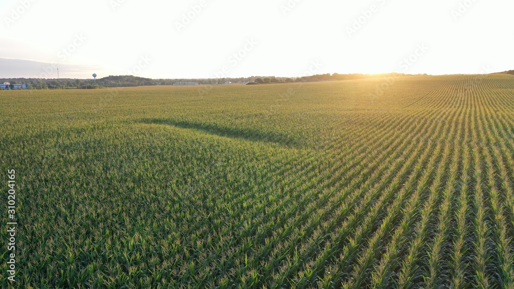 Sunrise over Corn Field (Drone) Sunrise over Corn Field (Drone)