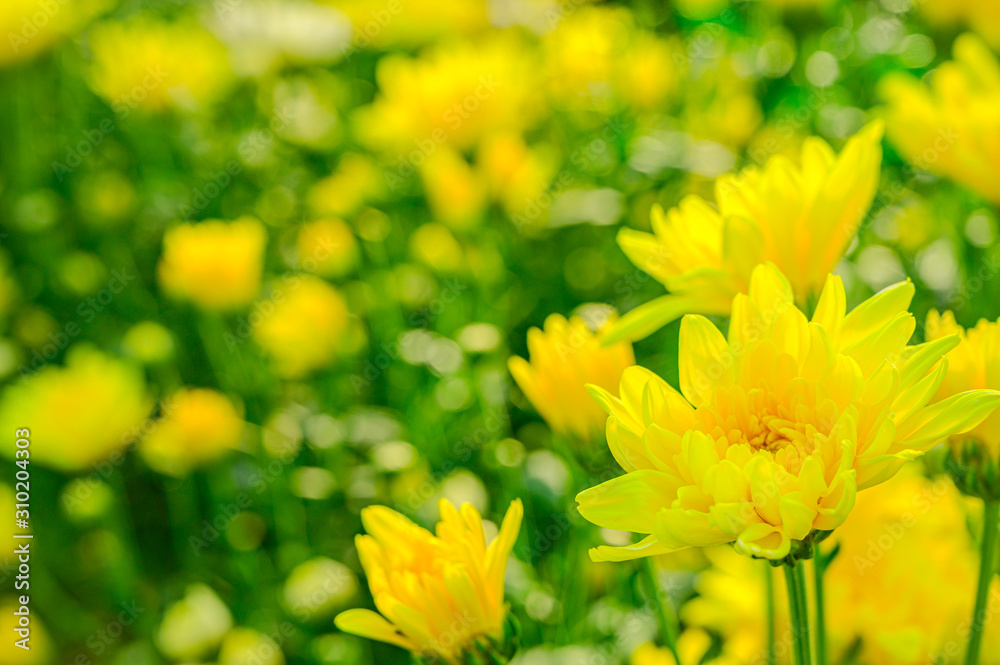 Selective focus of beautiful yellow flower with soft blurred bokeh background. Selective focus of beautiful yellow flower with soft blurred bokeh background.
