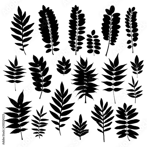 Black prints of leaves on a white background. Set of silhouette leaves. Vintage elements  herbs  leaves  branches . Botanical illustrations are ideal for invitations  cards  quotes  frames.