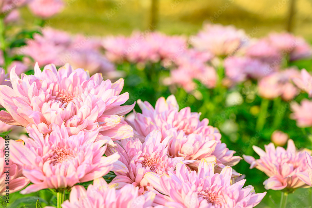 Selective focus of beautiful pink flower with soft blurred bokeh background. Selective focus of beautiful pink flower with soft blurred bokeh background.