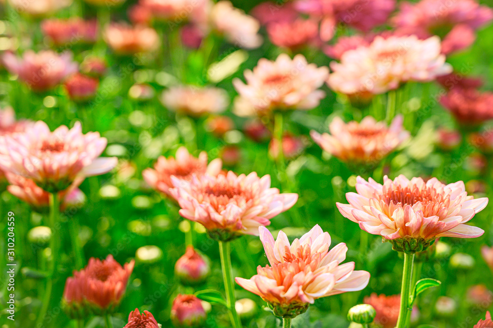 Selective focus of beautiful pink or red flower with soft blurred bokeh background. Selective focus of beautiful pink or red flower with soft blurred bokeh background.