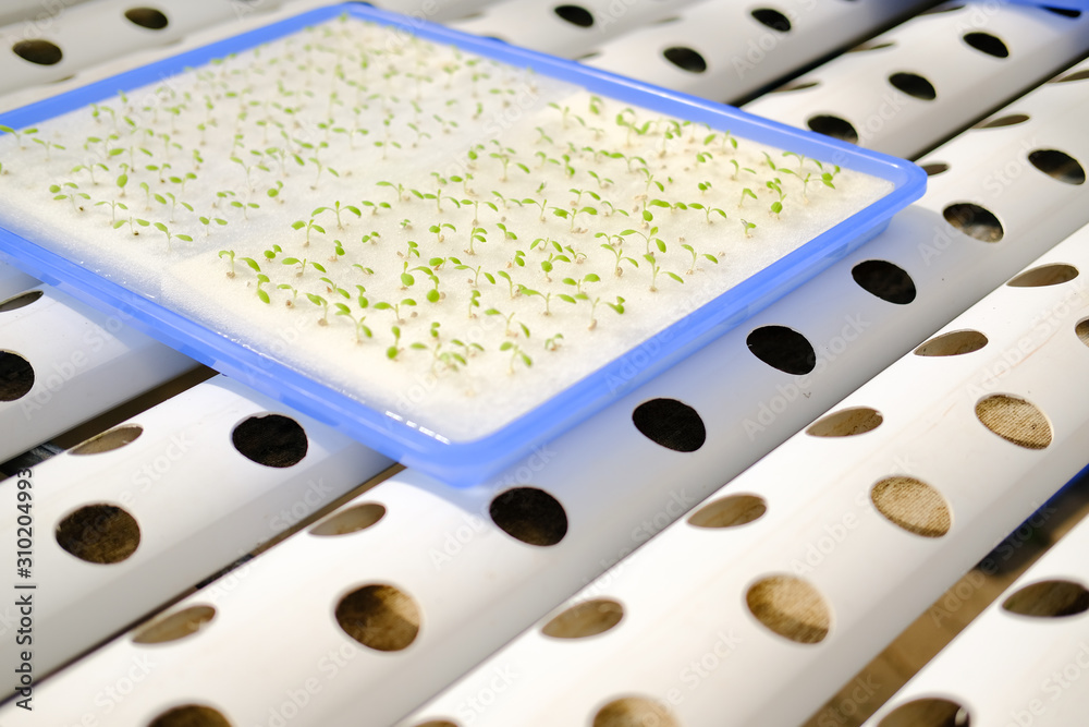 lettuce seedling sprout in hydroponic farm lettuce seedling sprout in hydroponic farm