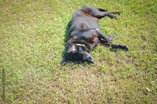 black dog lying resting on lawn