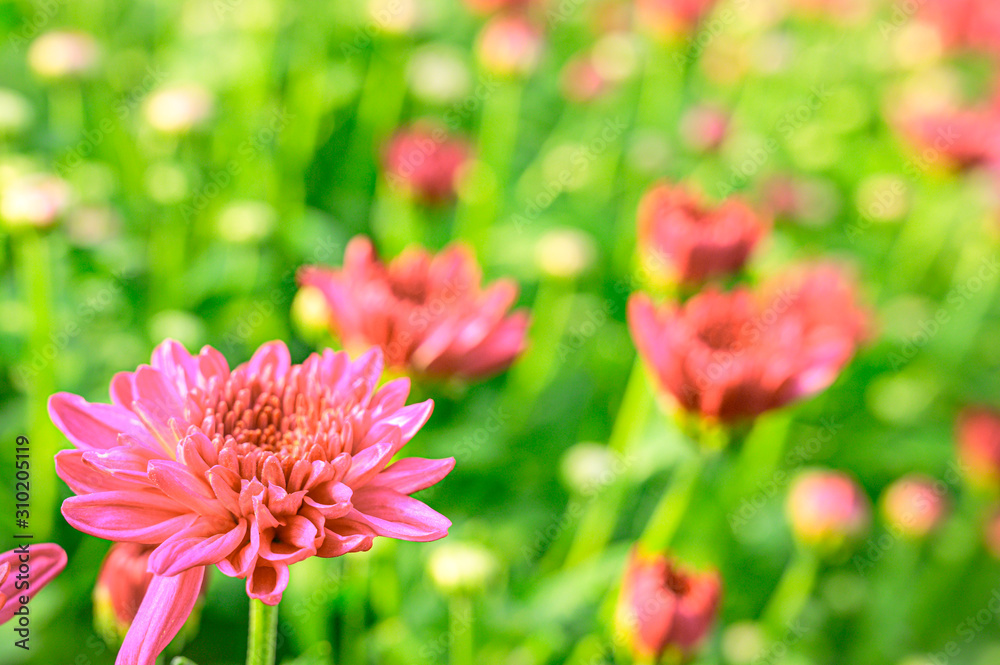 Selective focus of beautiful pink or red flower with soft blurred bokeh background. Selective focus of beautiful pink or red flower with soft blurred bokeh background.