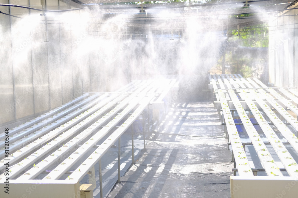 Fototapeta premium water spraying from sprinkler on lettuce vegetable growing in hydroponic farm