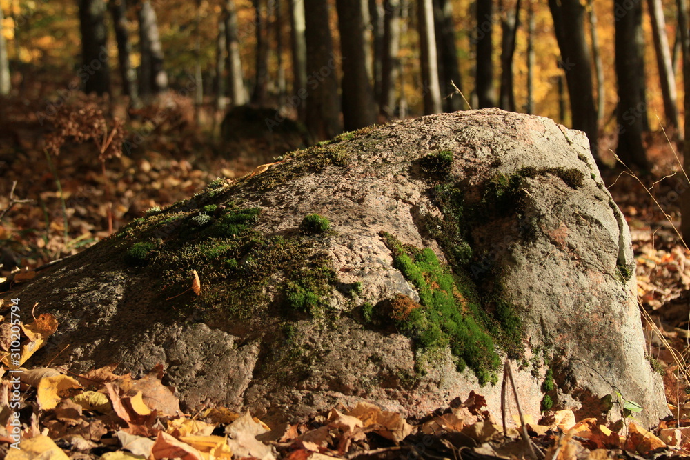 Rock in the Forest Rock in the Forest