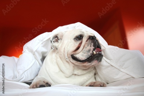 Bull Dog In White Blanket
