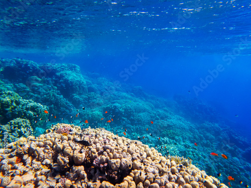 colorful corals and exotic  fishes at the bottom of the red sea. beautiful natural summer background