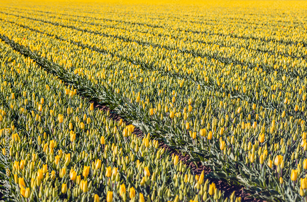 Obraz premium Long beds with yellow flowering tulips