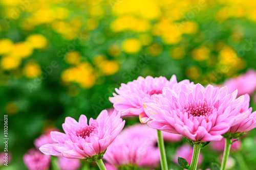 Selective focus of beautiful pink flower with soft blurred bokeh background.