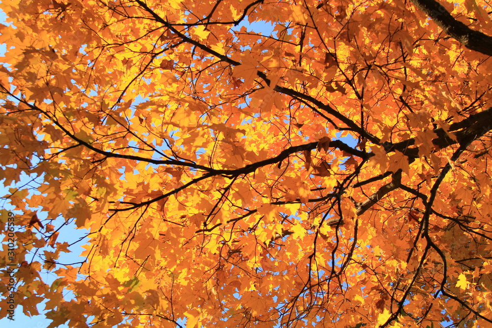 Orange Leaves in Autum - Tree in Fall Orange Leaves in Autum - Tree in Fall