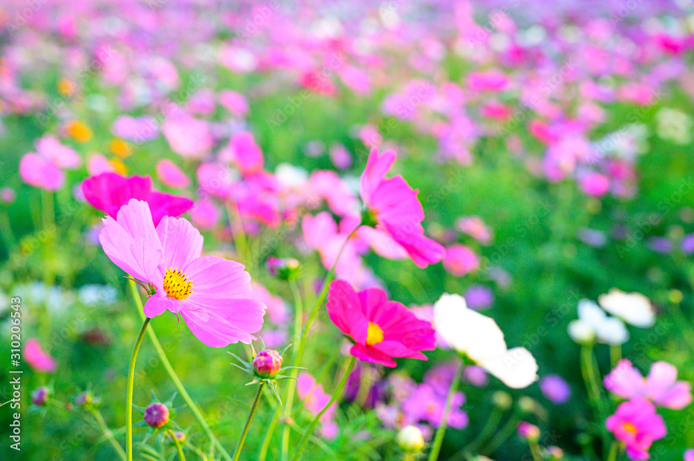 Selective focus of beautiful pink flower with soft blurred bokeh background.
